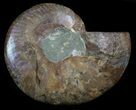 Bargain Ammonite Fossil (Half) - Million Years #34546-1